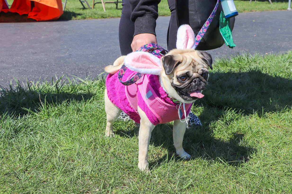 Doggie Eggstravaganza Elmhurst Park District